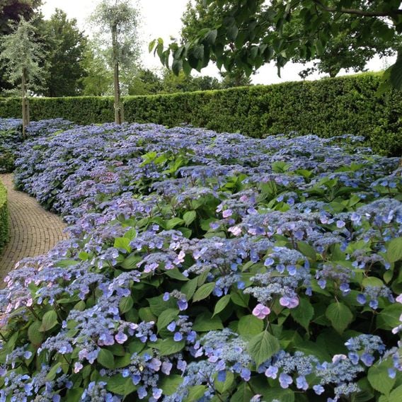 Hydrangea serrata 'Veerle'