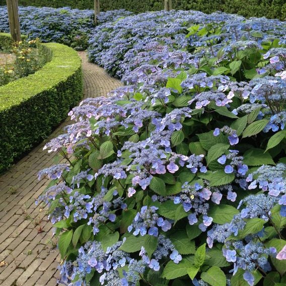 Hydrangea serrata 'Veerle'