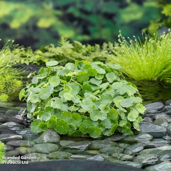 Hydrocotyle vulgaris (Marginal Aquatic)