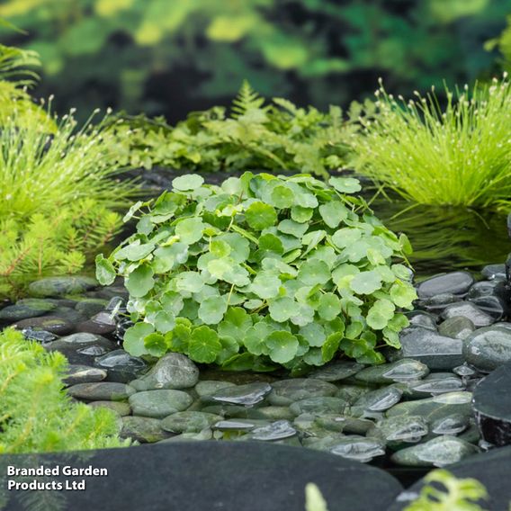 Hydrocotyle vulgaris (Marginal Aquatic)
