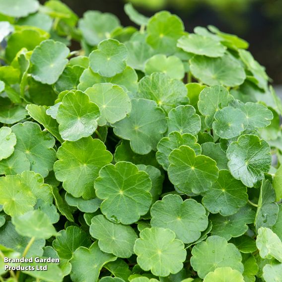 Hydrocotyle vulgaris (Marginal Aquatic)