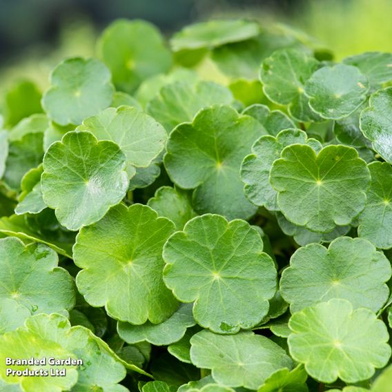 Hydrocotyle vulgaris (Marginal Aquatic)
