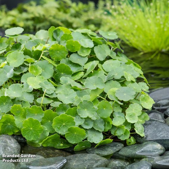 Hydrocotyle vulgaris (Marginal Aquatic)