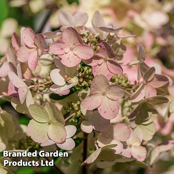 Hydrangea paniculata 'Wim's Red'