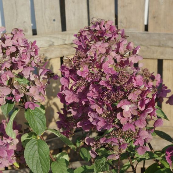 Hydrangea paniculata 'Wim's Red'