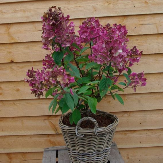 Hydrangea paniculata 'Wim's Red'