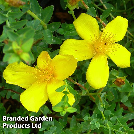 Hypericum olympicum 'Citrinum'