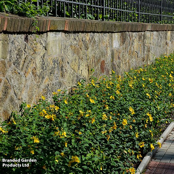 Hypericum calycinum