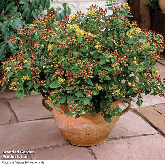 Hypericum 'Orange Flair'