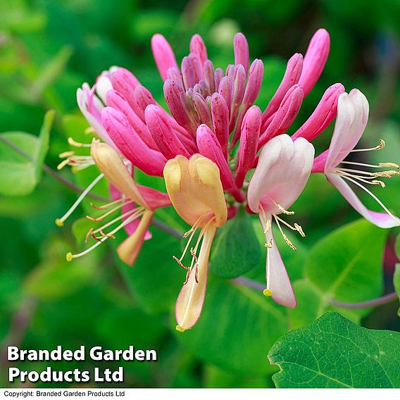 Honeysuckle 'Serotina'