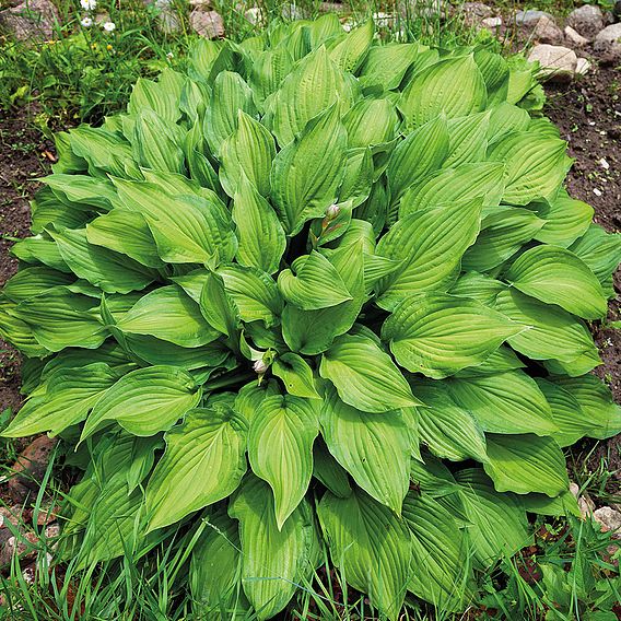 Hosta Collection