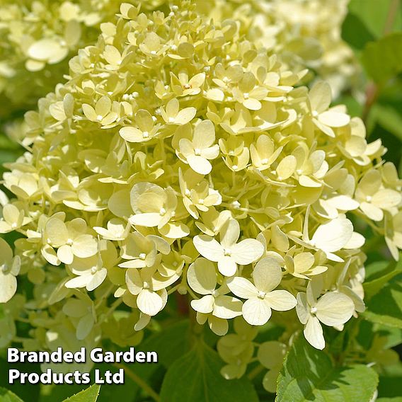 Hydrangea Paniculata 'Limelight'