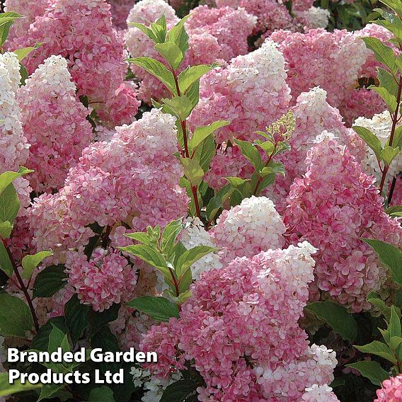 Hydrangea paniculata 'Vanille Fraise'