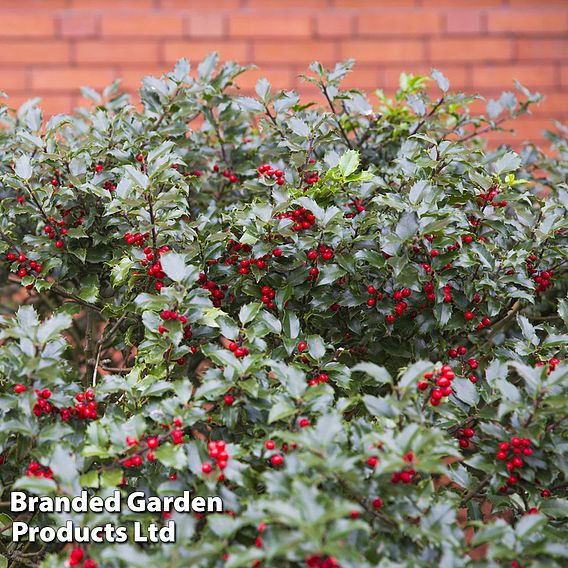 Holly (Hedging)