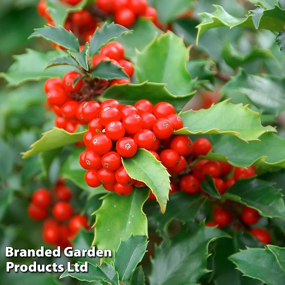Holly (Hedging)
