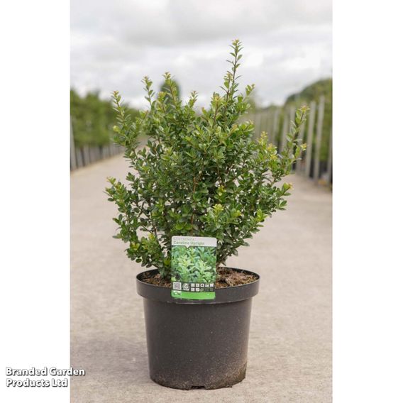 Ilex crenata 'Caroline Upright'