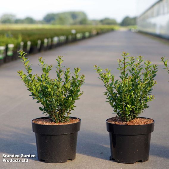 Ilex crenata 'Caroline Upright'