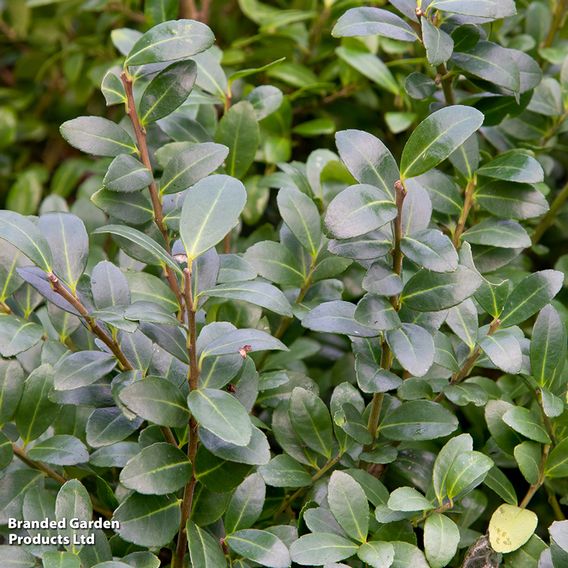 Ilex crenata 'Caroline Upright'