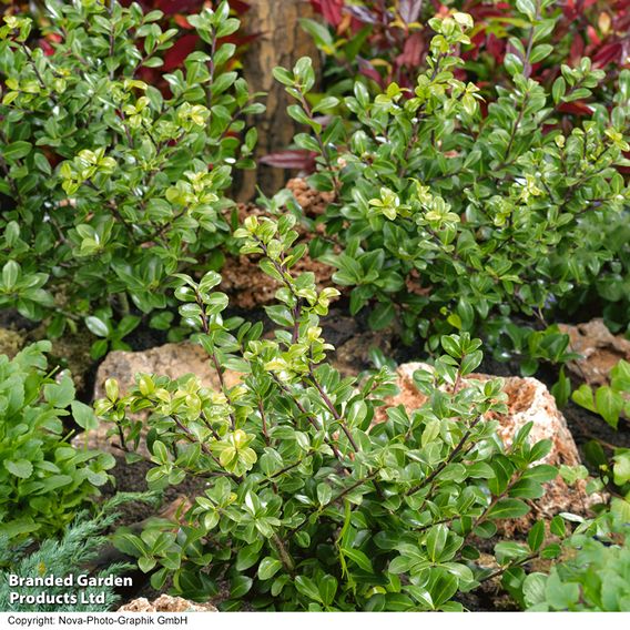 Ilex crenata 'Caroline Upright'