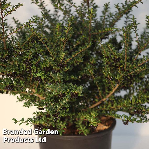 Ilex (Holly) crenata Convexa