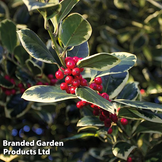 Holly 'Golden King'