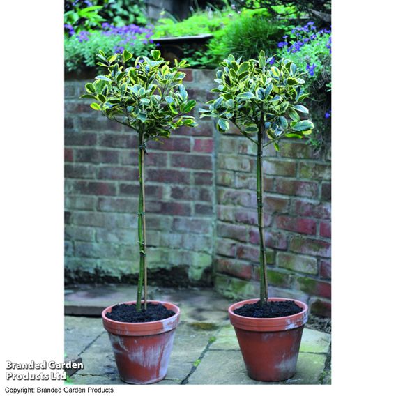 Holly 'Golden King' (Standard)