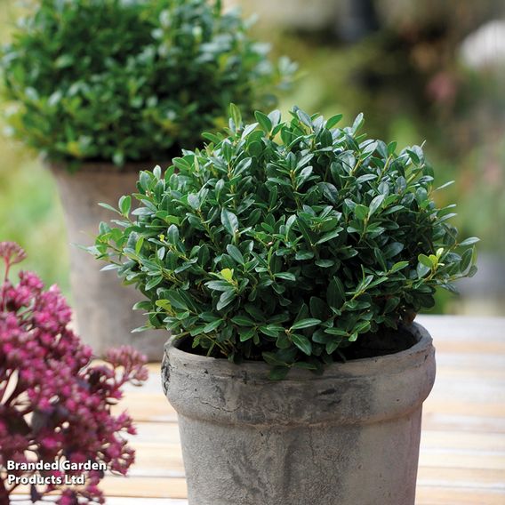 Holly crenata 'Luxus'