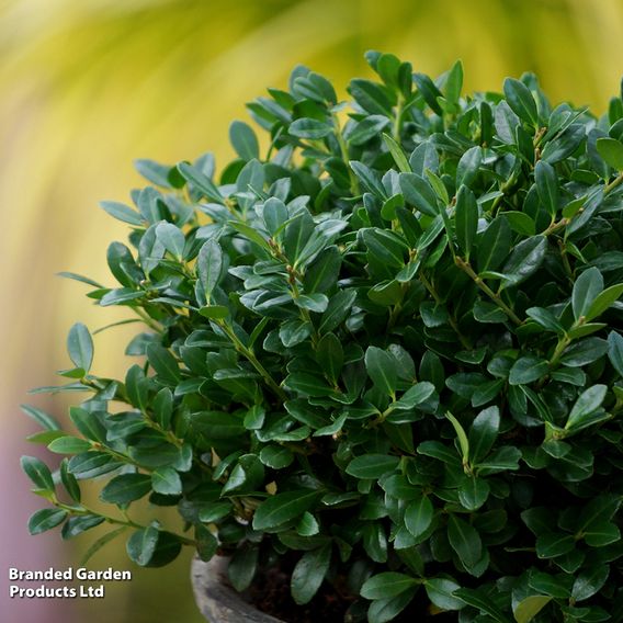 Holly crenata 'Luxus'