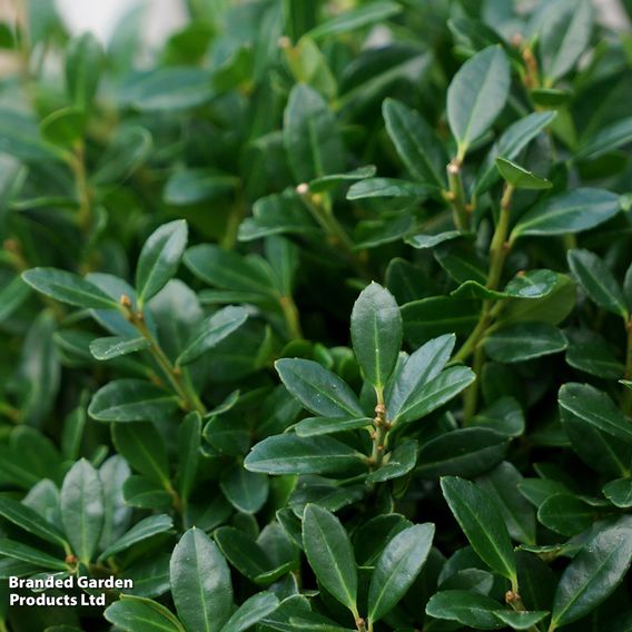 Holly crenata 'Luxus'