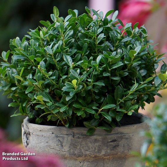 Holly crenata 'Luxus'