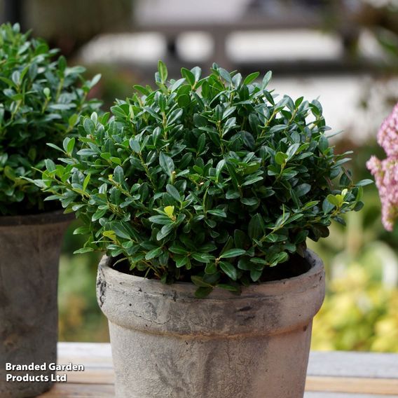 Holly crenata 'Luxus'