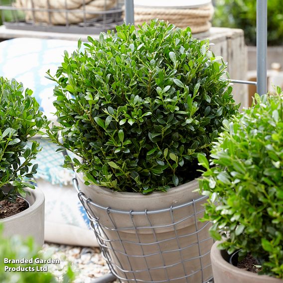 Holly crenata 'Luxus'