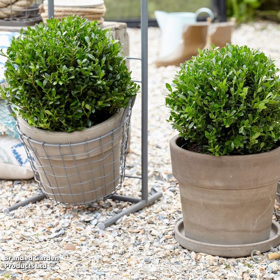 Holly crenata 'Luxus'