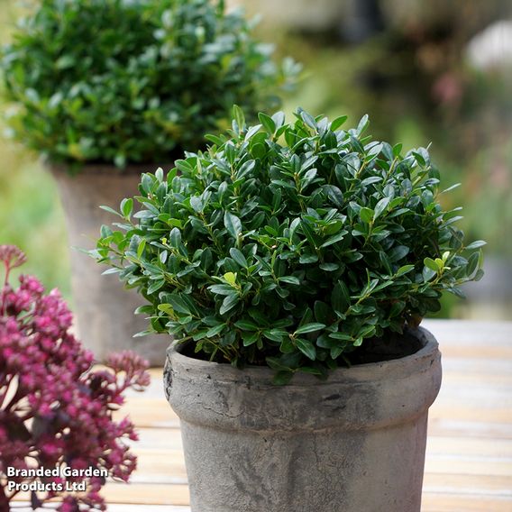 Holly crenata 'Luxus'