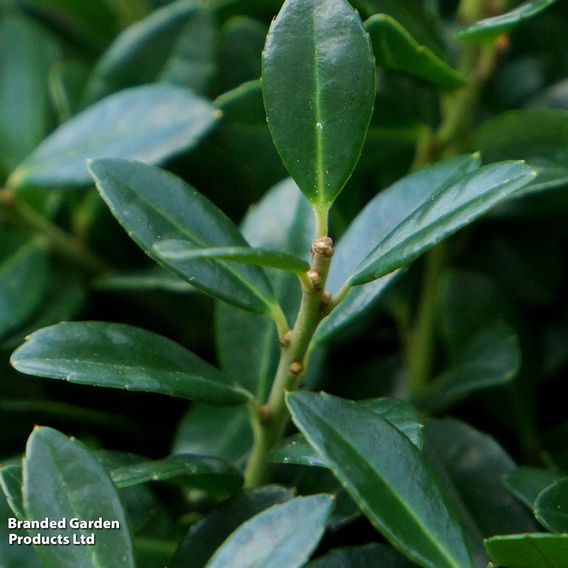 Holly crenata 'Luxus'