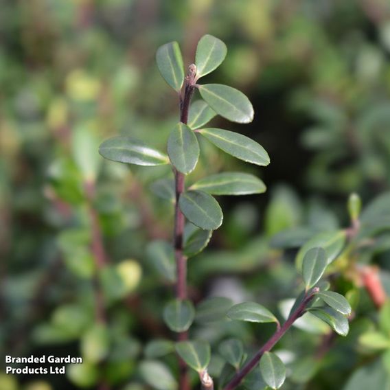 Ilex crenata 'Caroline Upright'