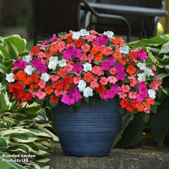 Busy Lizzie 'Beacon Mix'