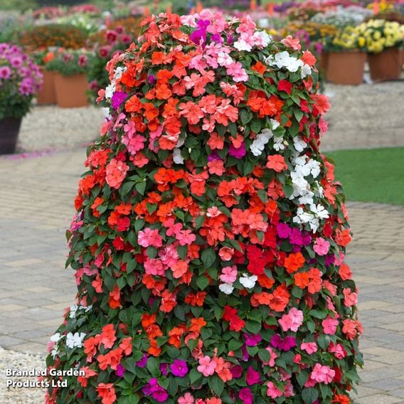 Busy Lizzie 'Beacon Mix'