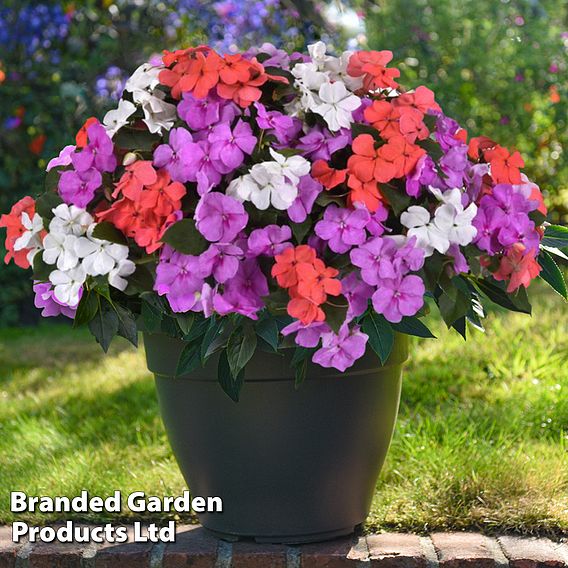 Summer Bumper Garden Collection