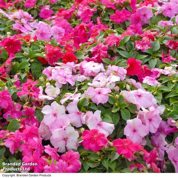 Busy Lizzie 'Beacon Raspberry Sundae' Mixed