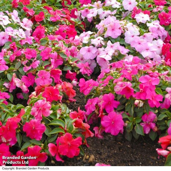 Busy Lizzie 'Beacon Raspberry Sundae' Mixed