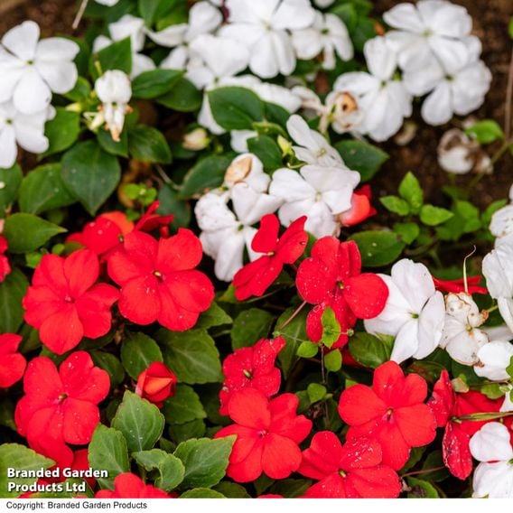 Busy Lizzie 'Beacon Strawberries & Cream' Mix