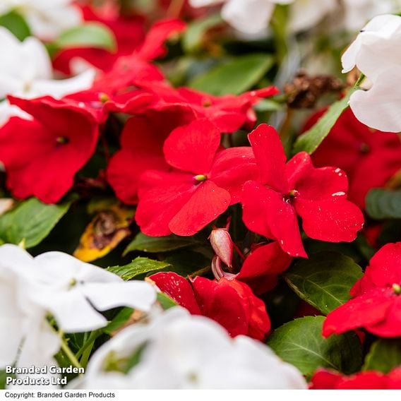 Busy Lizzie 'Beacon Strawberries & Cream' Mix