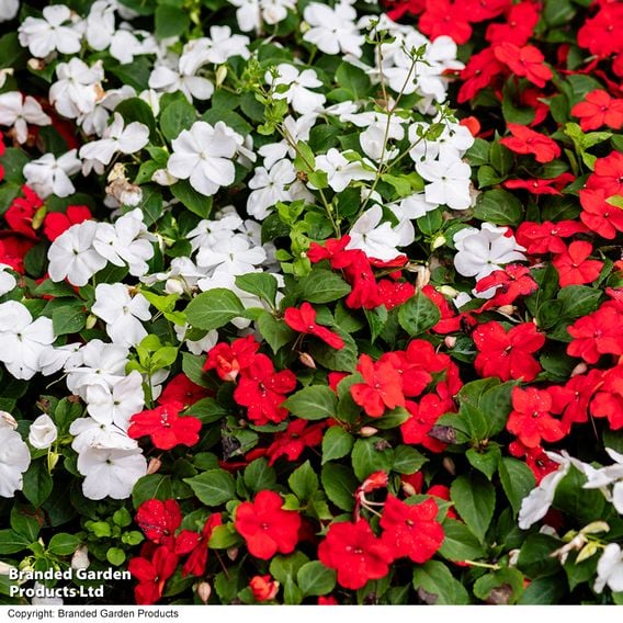 Busy Lizzie 'Beacon Strawberries & Cream' Mix
