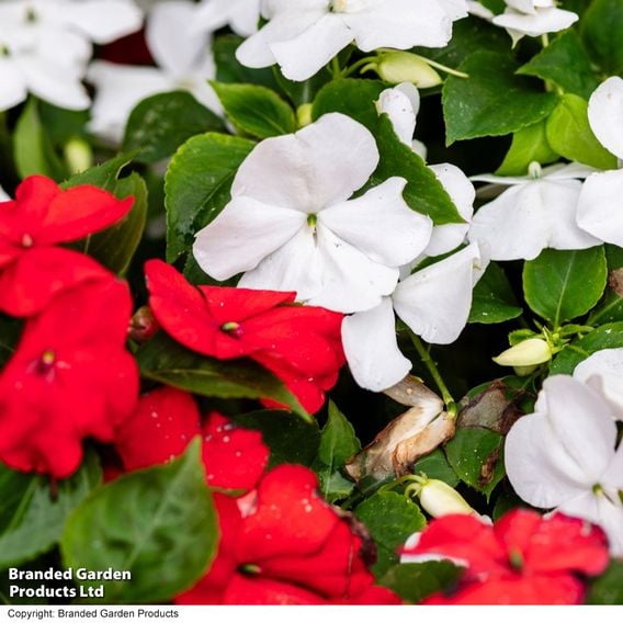 Busy Lizzie 'Beacon Strawberries & Cream' Mix