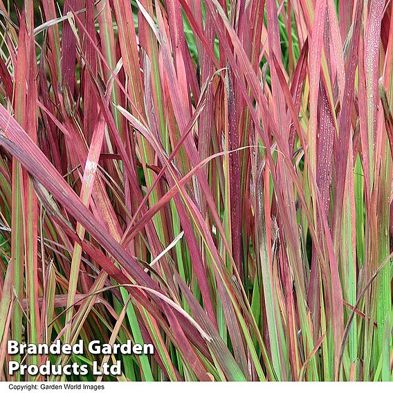 Imperata cylindrica 'Rubra'