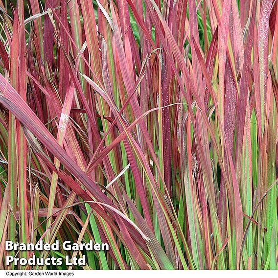 Imperata cylindrica 'Rubra'