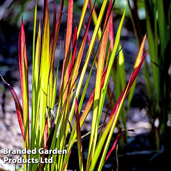 Imperata cylindrica 'Rubra'