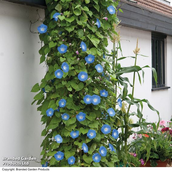 Morning Glory 'Heavenly Blue' - Seeds