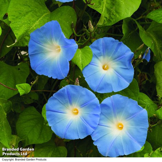 Morning Glory 'Heavenly Blue' - Seeds